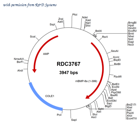 R&D Systems RDC3767 image 1