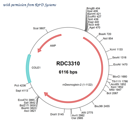 R&D Systems RDC3310 image 1