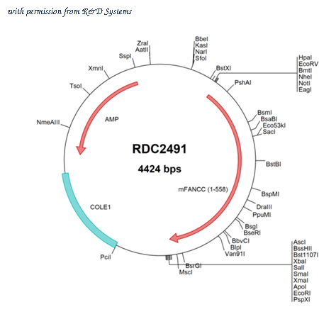 R&D Systems RDC2491 image 1