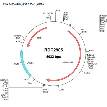 R&D Systems RDC2905 image 1