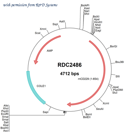 R&D Systems RDC2486 image 1