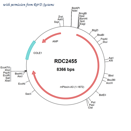R&D Systems RDC2455 image 1