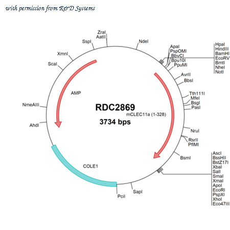 R&D Systems RDC2869 image 1