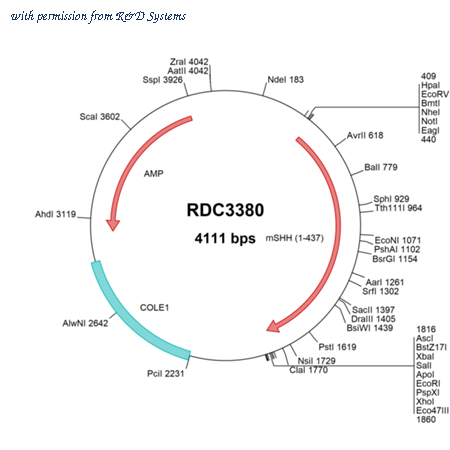 R&D Systems RDC3380 image 1