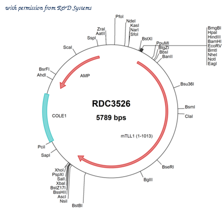 R&D Systems RDC3526 image 1