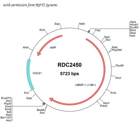 R&D Systems RDC2450 image 1