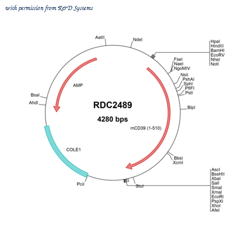 R&D Systems RDC2489 image 1