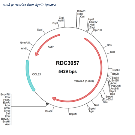 R&D Systems RDC3057 image 1