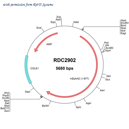 R&D Systems RDC2902 image 1