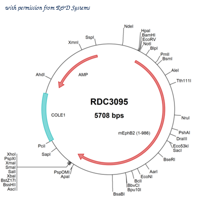 R&D Systems RDC3095 image 1