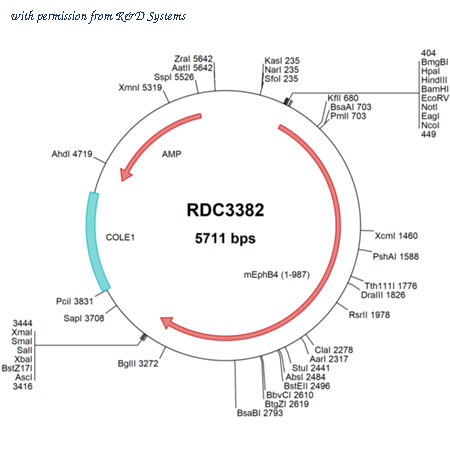 R&D Systems RDC3382 image 1