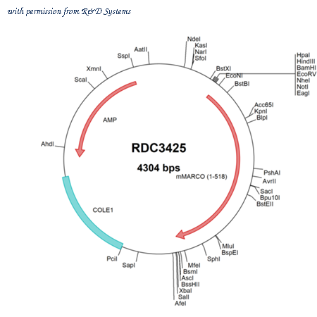 R&D Systems RDC3425 image 1