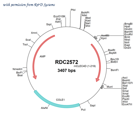 R&D Systems RDC2572 image 1