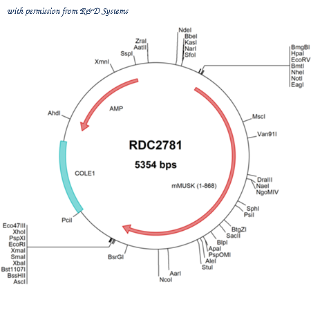 R&D Systems RDC2781 image 1