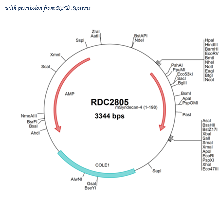 R&D Systems RDC2805 image 1