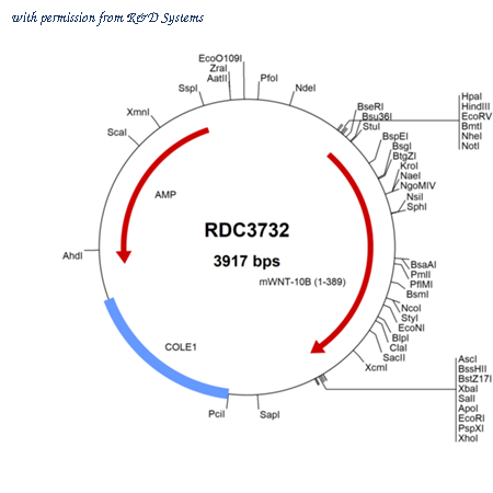 R&D Systems RDC3732 image 1