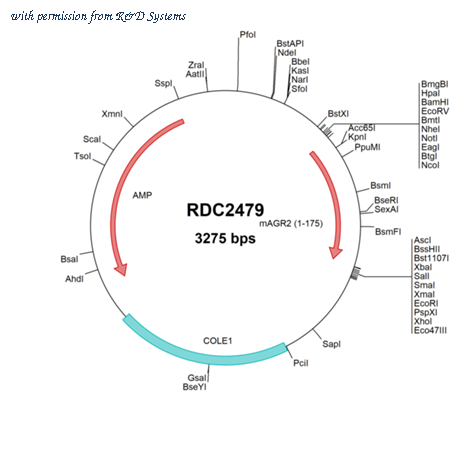 R&D Systems RDC2479 image 1
