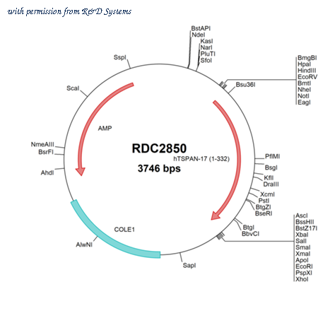 R&D Systems RDC2850 image 1