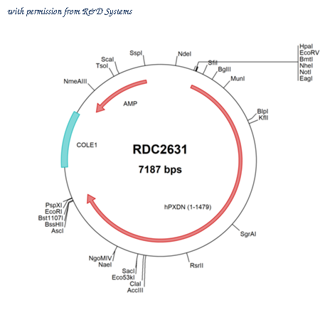 R&D Systems RDC2631 image 1