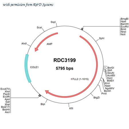 R&D Systems RDC3199 image 1