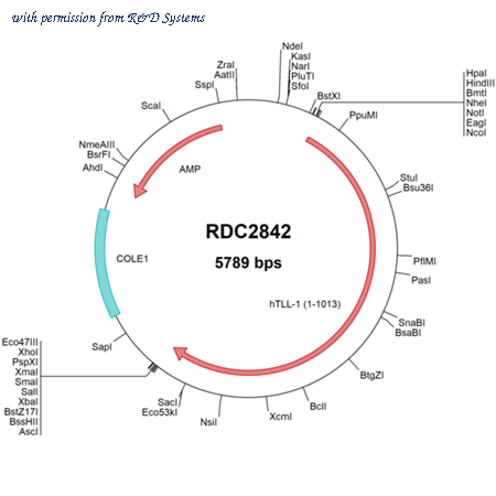R&D Systems RDC2842 image 1