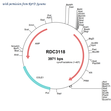 R&D Systems RDC3118 image 1