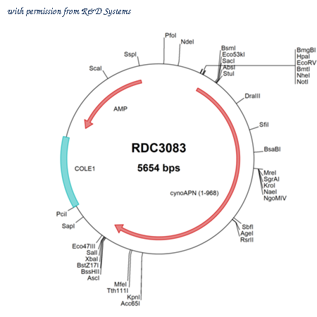 R&D Systems RDC3083 image 1