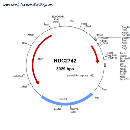 R&D Systems RDC2742 image 1
