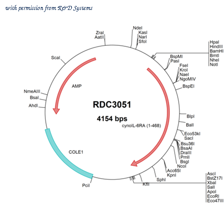 R&D Systems RDC3051 image 1