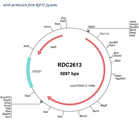 R&D Systems RDC2613 image 1