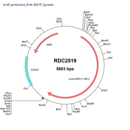 R&D Systems RDC2519 image 1