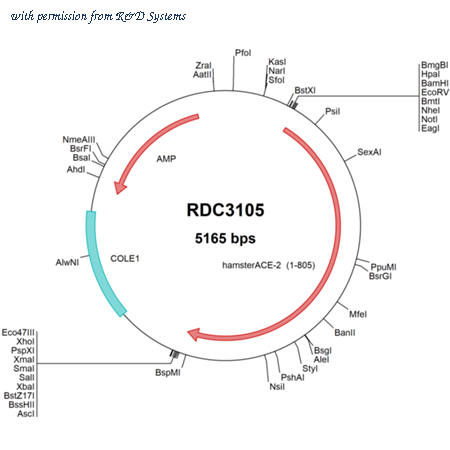 R&D Systems RDC3105 image 1