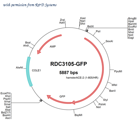 R&D Systems RDC3105-GFP image 1