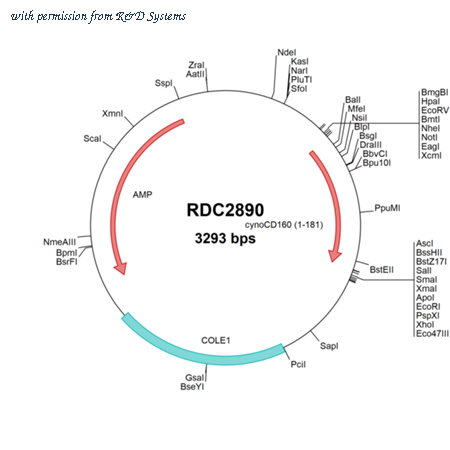 R&D Systems RDC2890 image 1