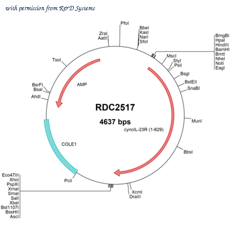 R&D Systems RDC2517 image 1