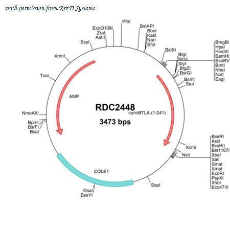 R&D Systems RDC2448 image 1
