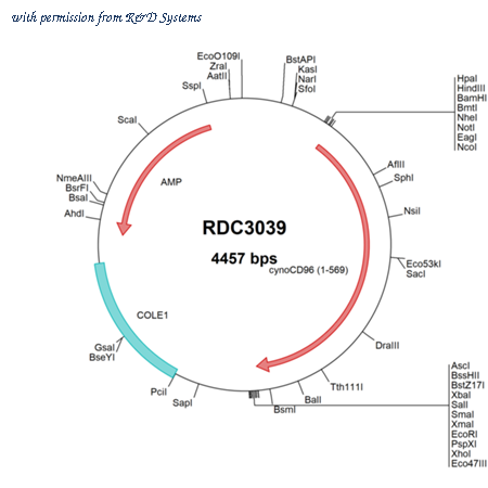 R&D Systems RDC3039 image 1