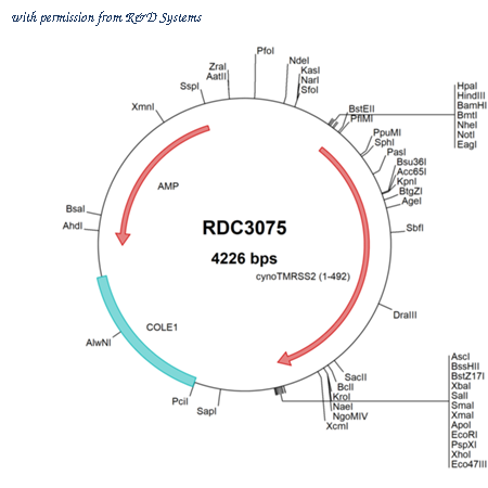 R&D Systems RDC3075 image 1
