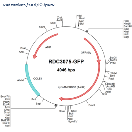 R&D Systems RDC3075-GFP image 1