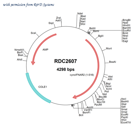 R&D Systems RDC2607 image 1