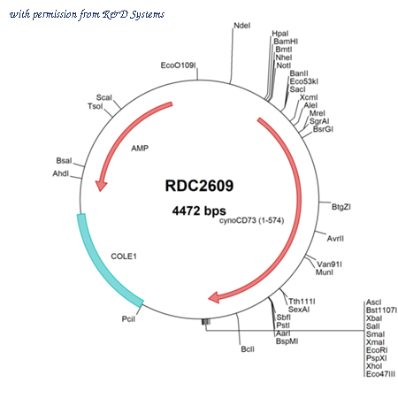 R&D Systems RDC2609 image 1