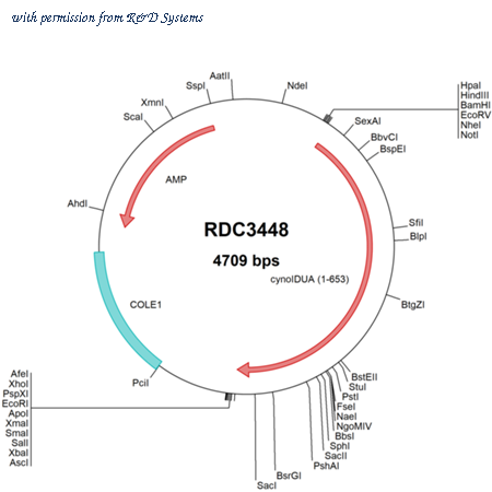 R&D Systems RDC3448 image 1