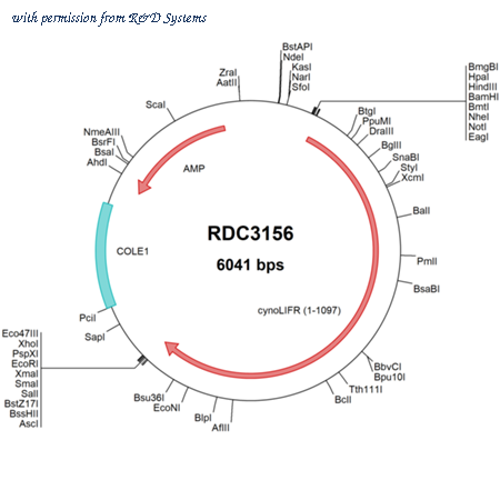 R&D Systems RDC3156 image 1
