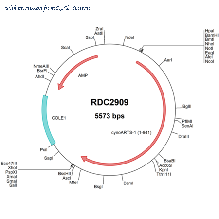 R&D Systems RDC2909 image 1