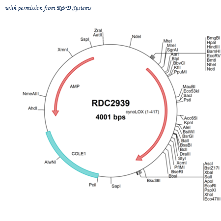 R&D Systems RDC2939 image 1
