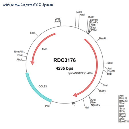R&D Systems RDC3176 image 1