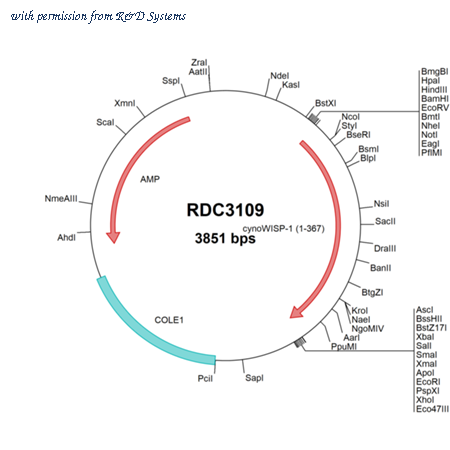R&D Systems RDC3109 image 1