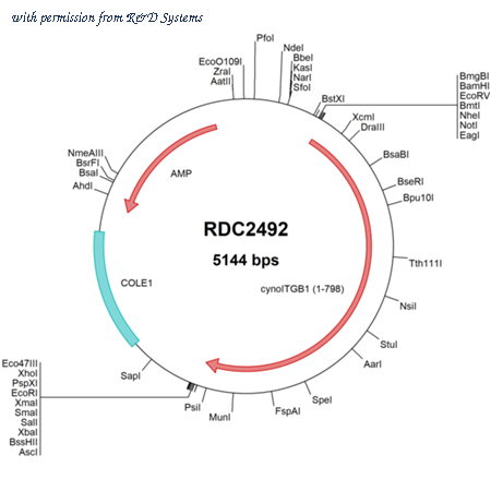 R&D Systems RDC2492 image 1