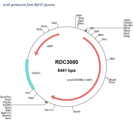 R&D Systems RDC3080 image 1
