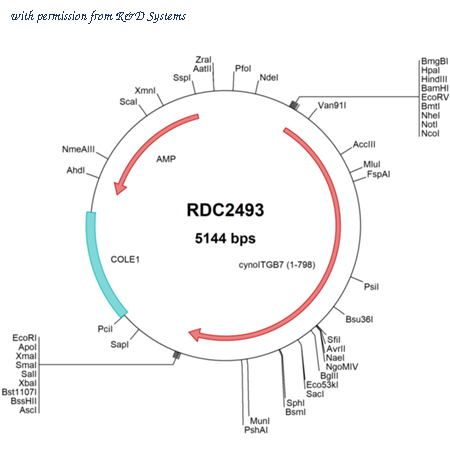 R&D Systems RDC2493 image 1